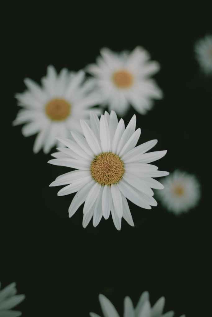 Pexels Photo 5396563