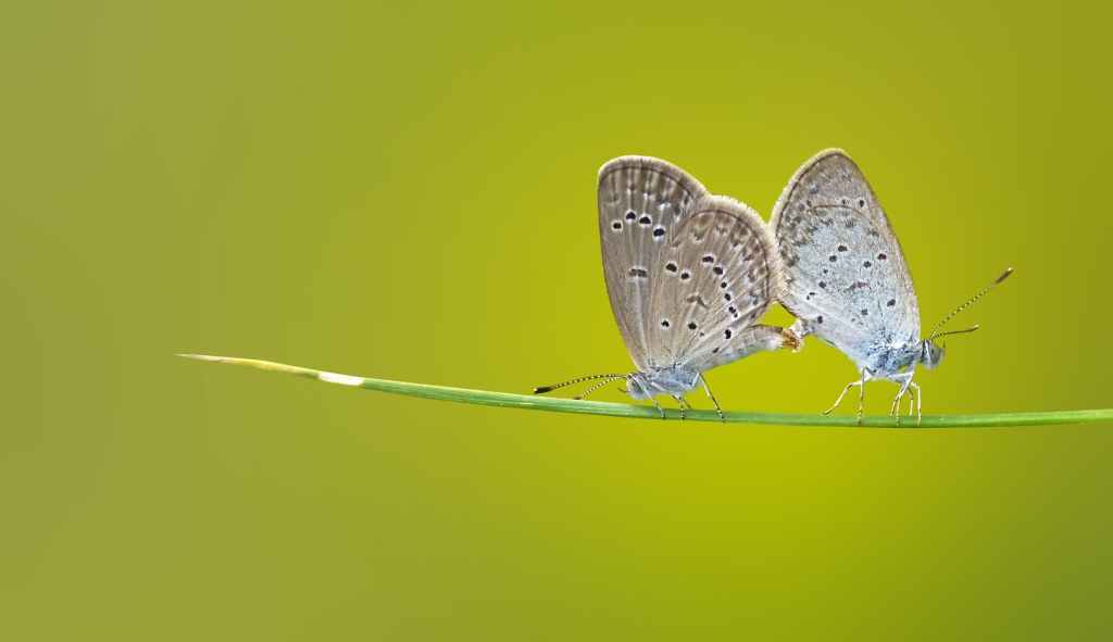 Butterfly Matting Macro Macro Photography
